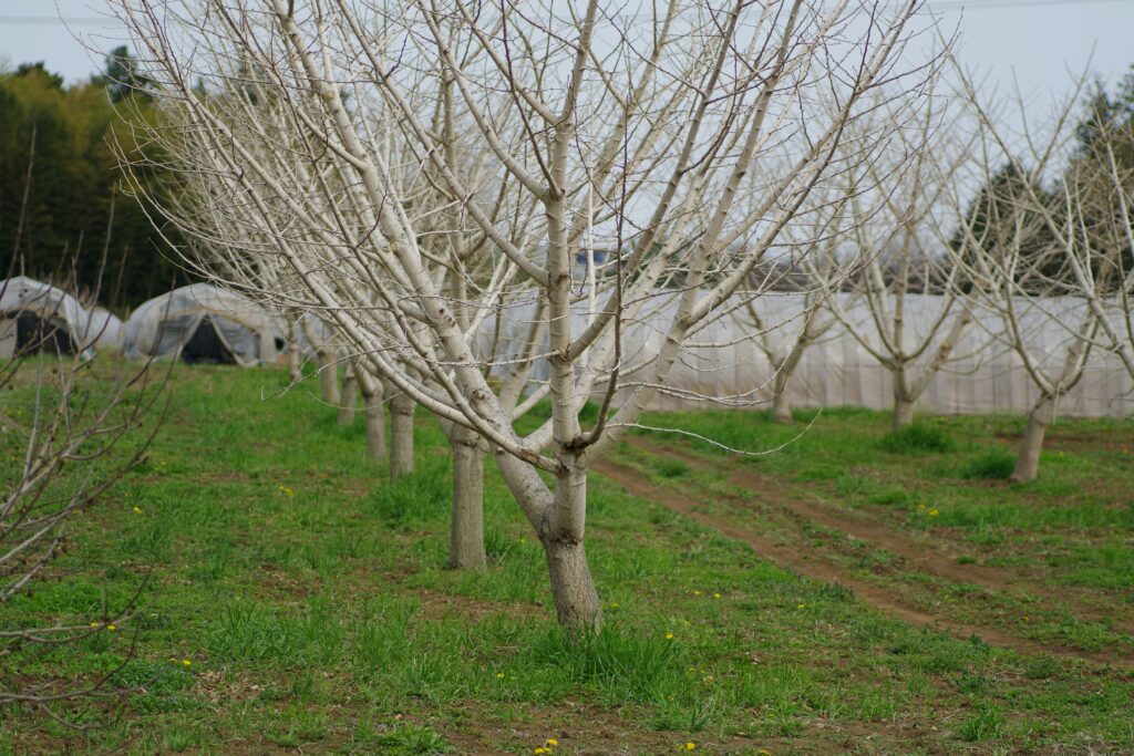 Весняні роботи в саду