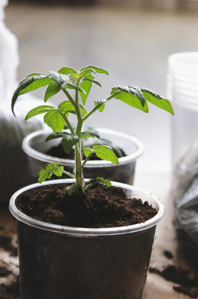 розсада помідорів перед висадкою у відкритий ґрунт