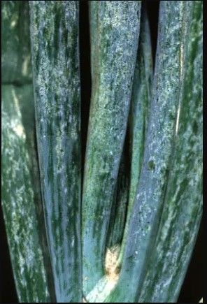 цибулева міль ознаки