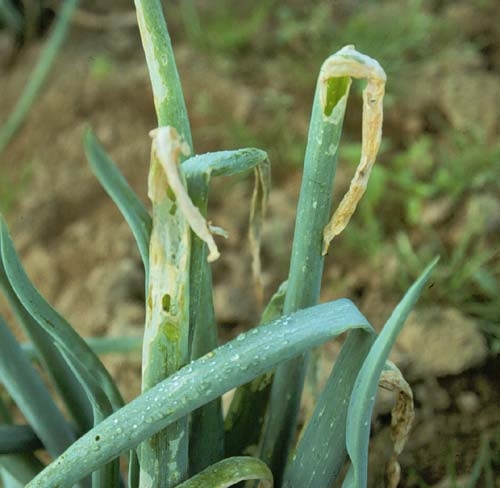 цибулева міль гусениця на листі