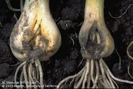 цибулева муха пошкодження цибулі