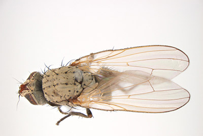 цибулева муха