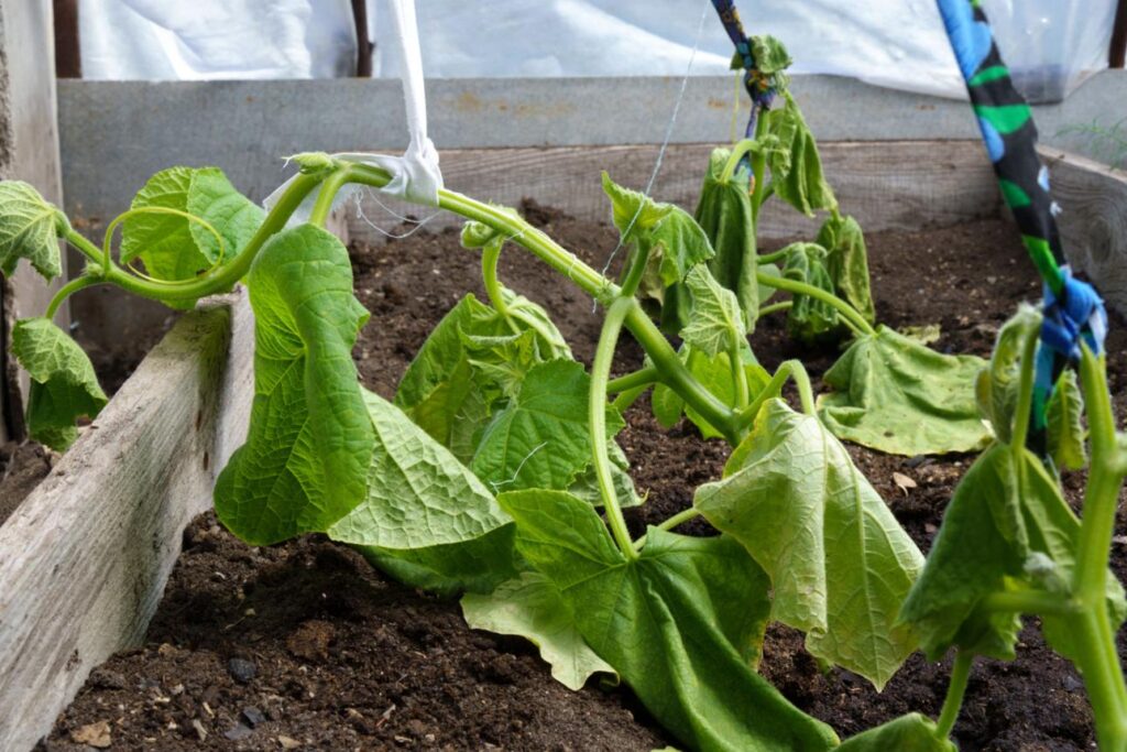 гіркі огірки чому