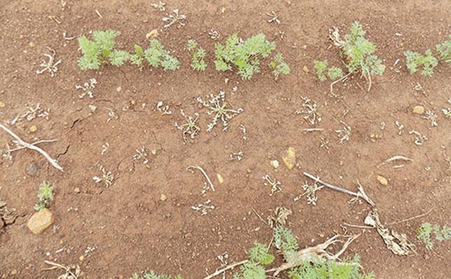 не проростає морква