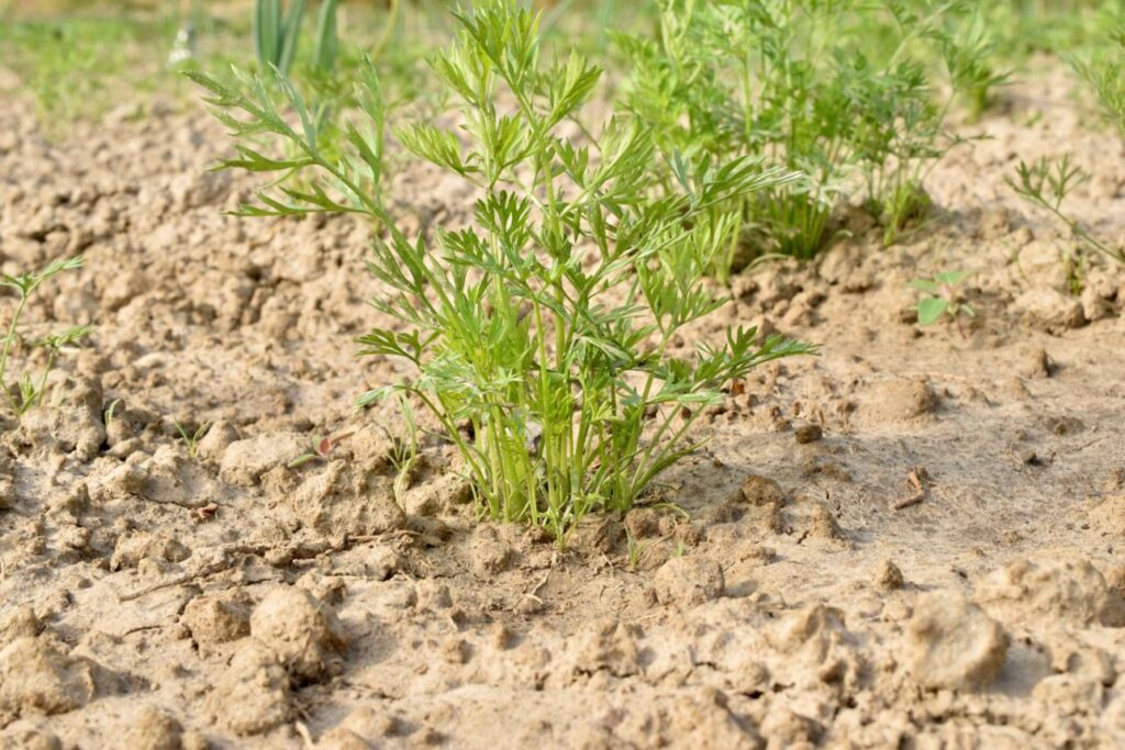 погані сходи моркви