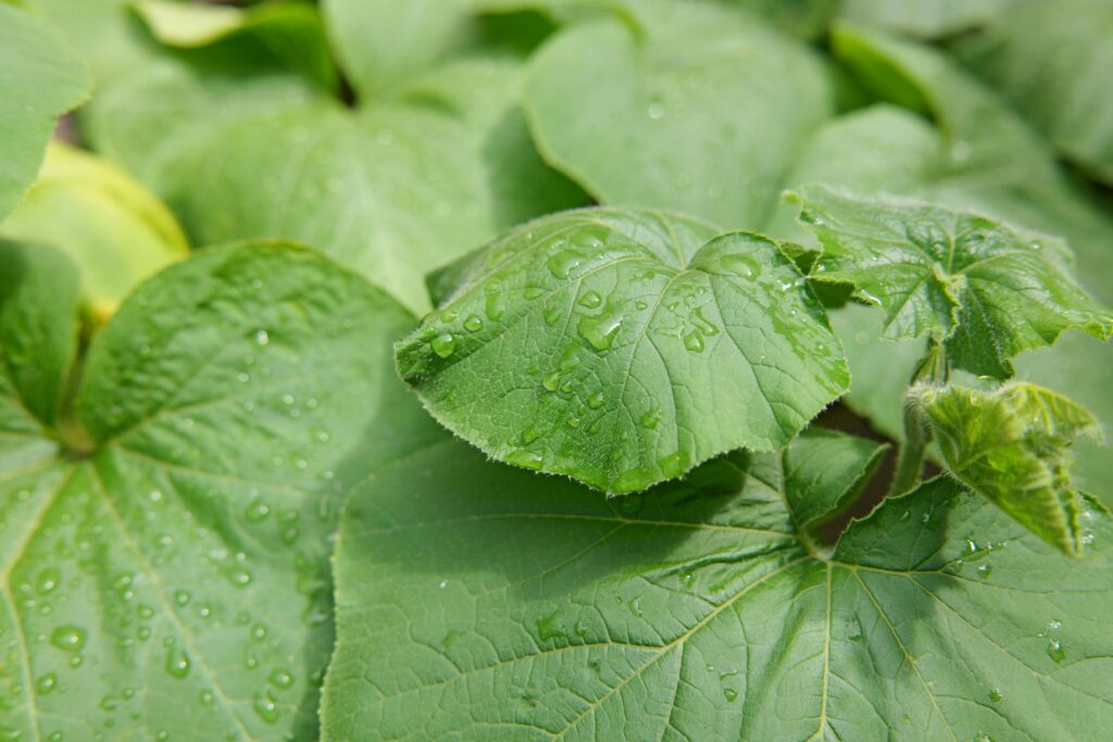 огірки не плодоносять