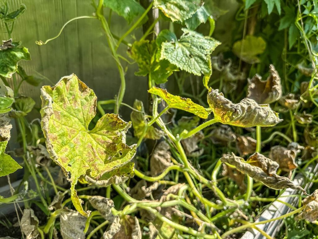 сухі краї листя огірків