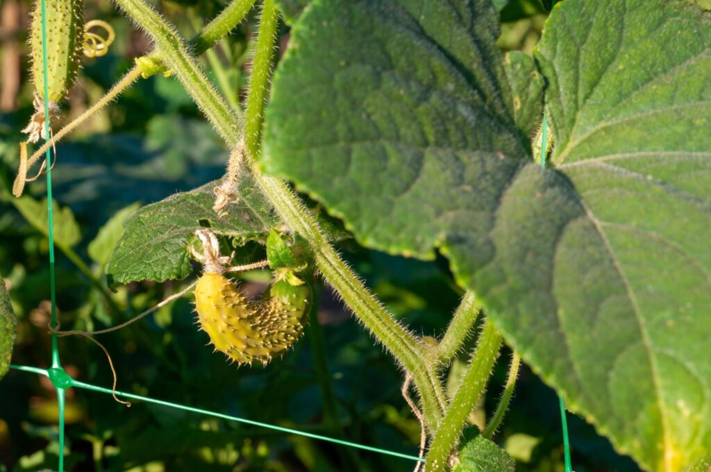 огірки гіркі фото