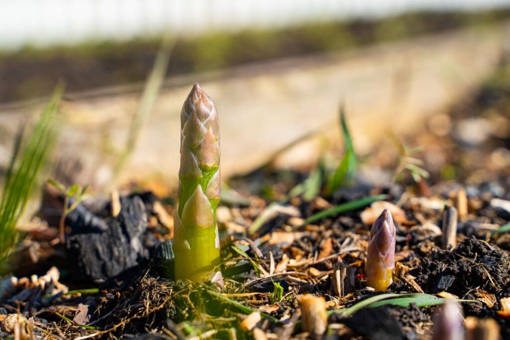 пагони спаржі на грядці