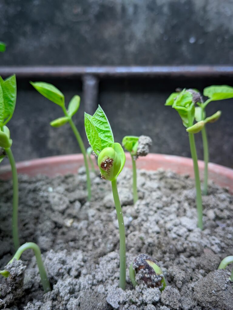 Перець не переносить заморозків
