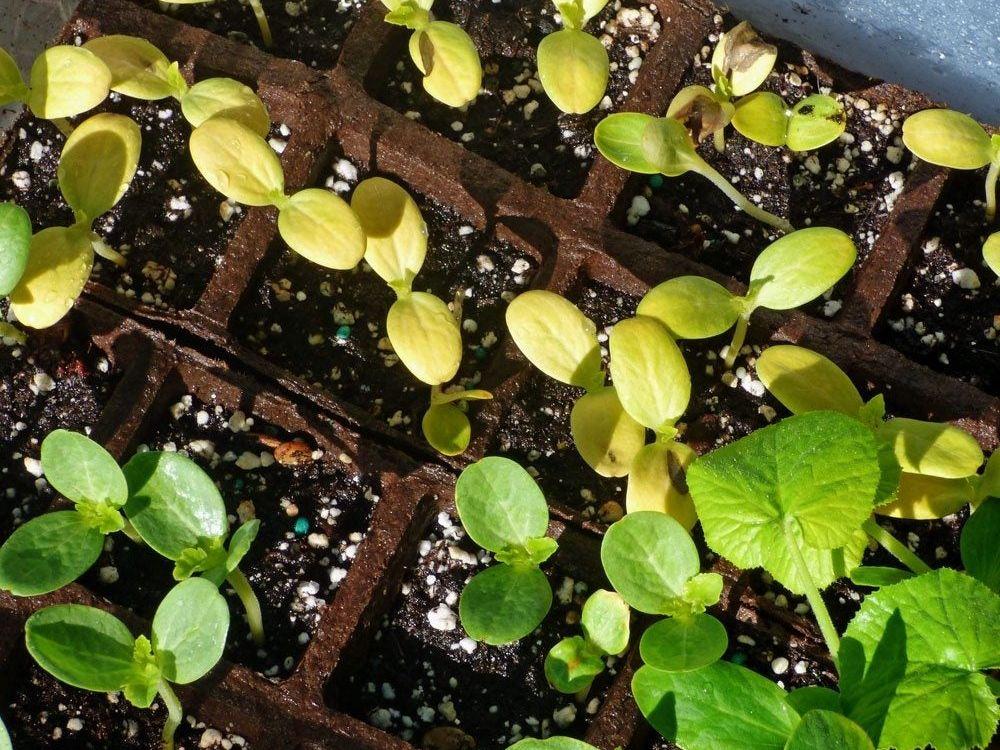 проблема з розсадою