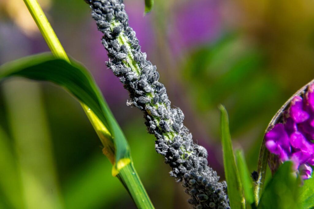 попелиця на стеблі колонія