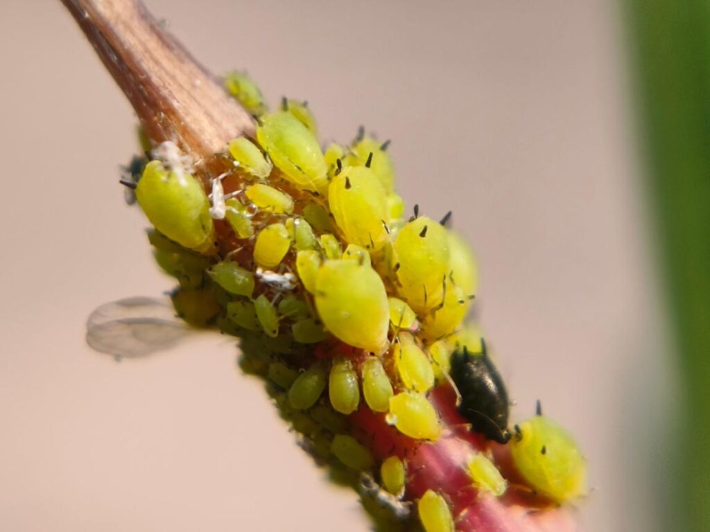 пошкодження листя попелицею