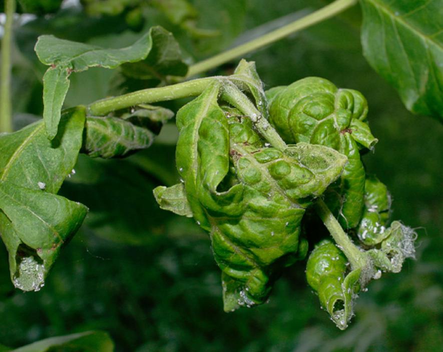 попелиця на листі рослини