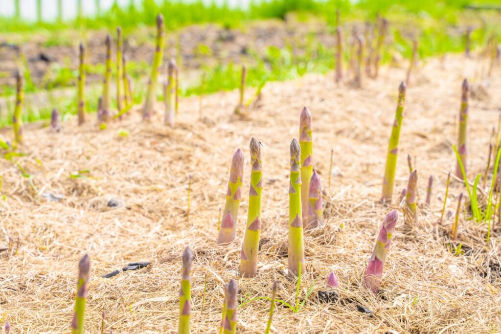 посадка спаржі коренем
