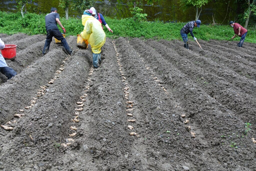 посадка картоплі у відкритий ґрунт навесні в Україні