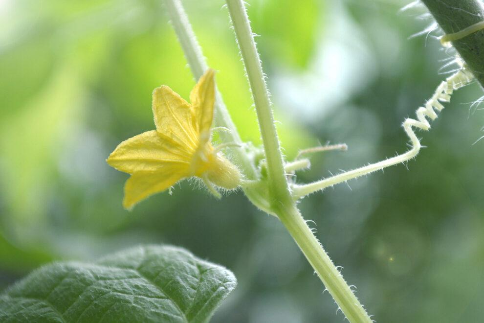 пустоцвіт огірків