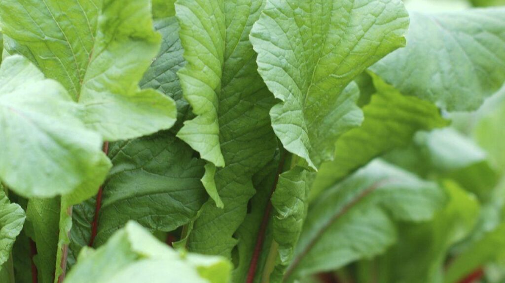 редиска цвіте причина