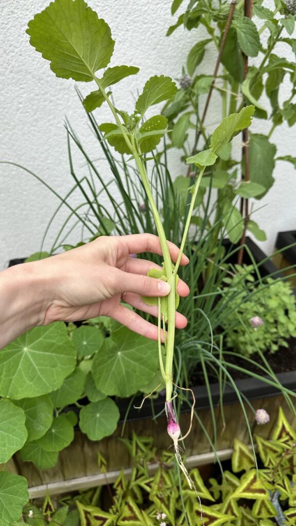 редиска йде в стрілку