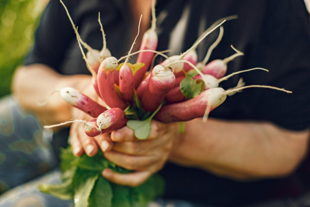 посів редису для гарного врожаю