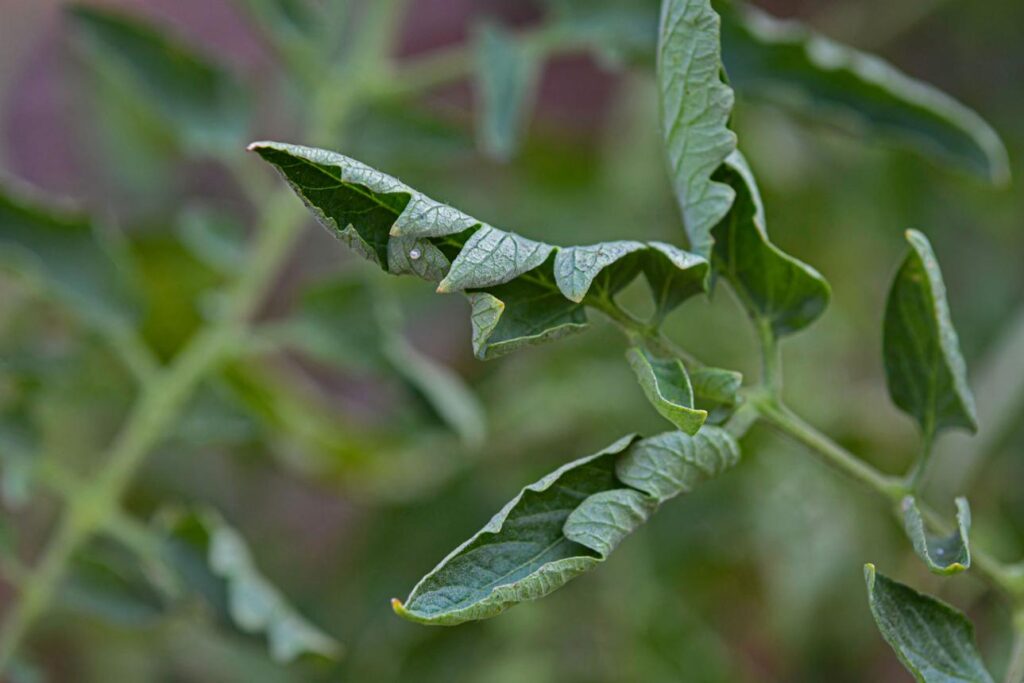скручується листя помідорів