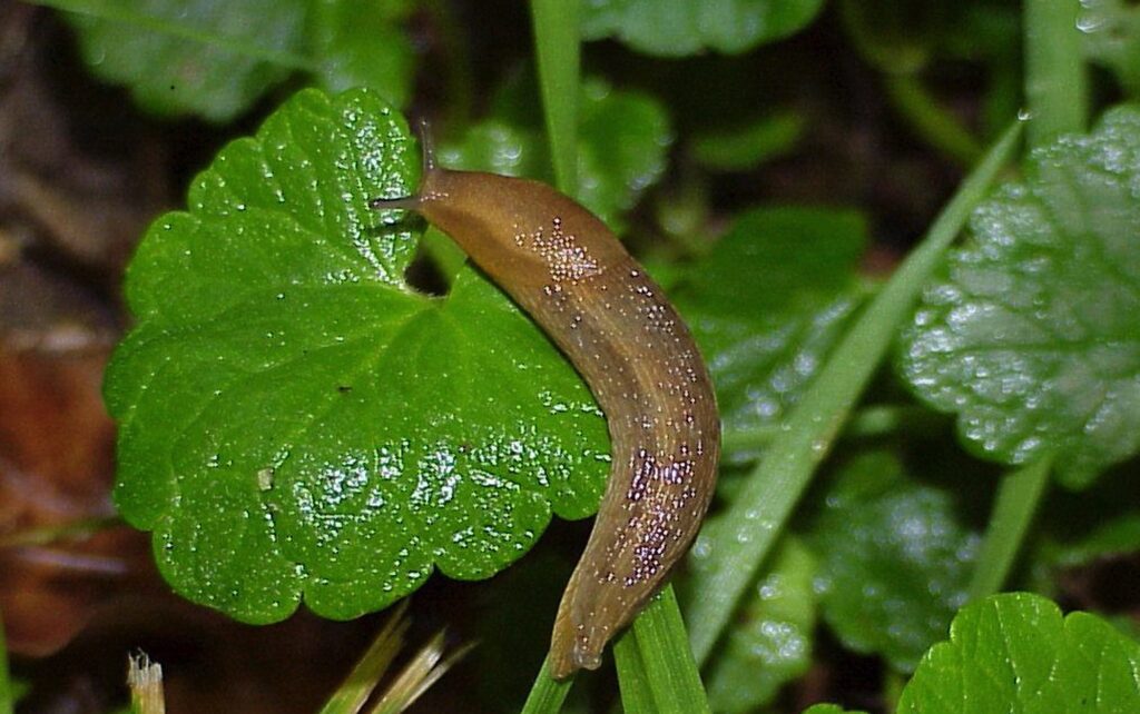 слимаки на вологій землі