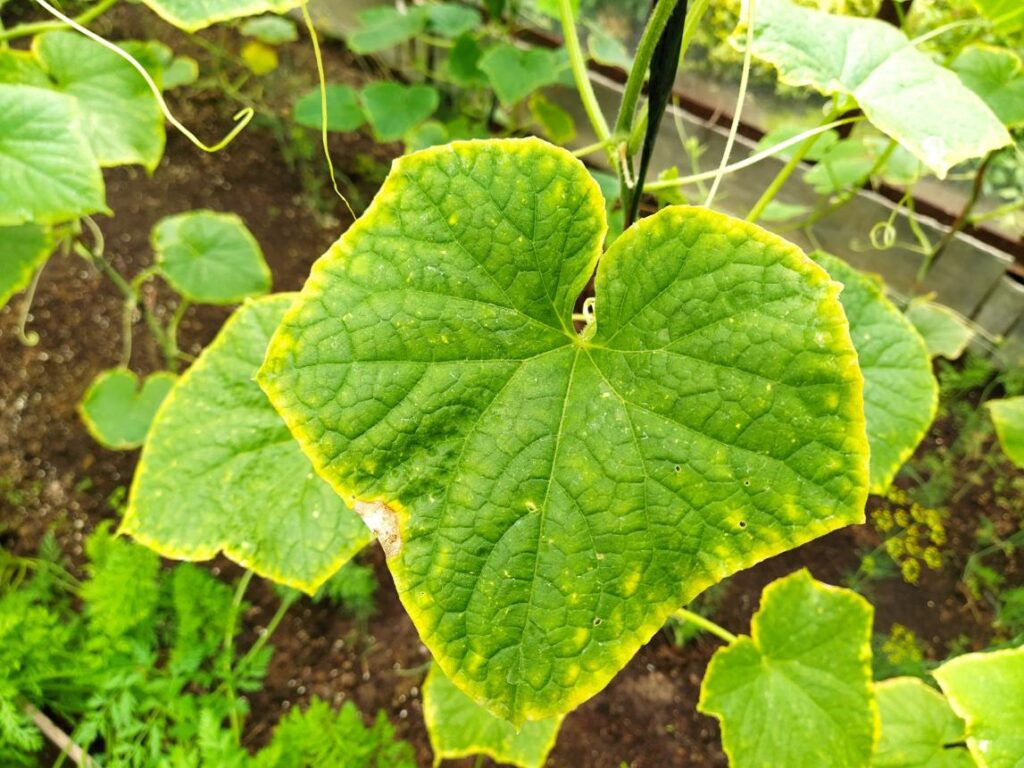 сохнуть кінчики огірків листя