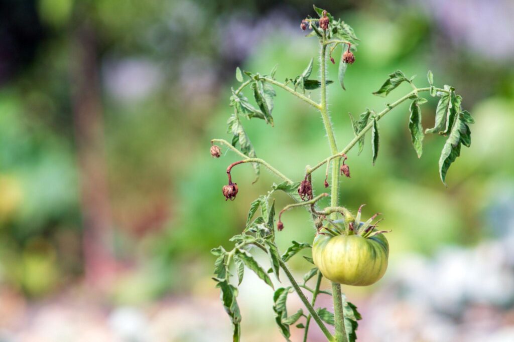 скручене листя томатів помідорів