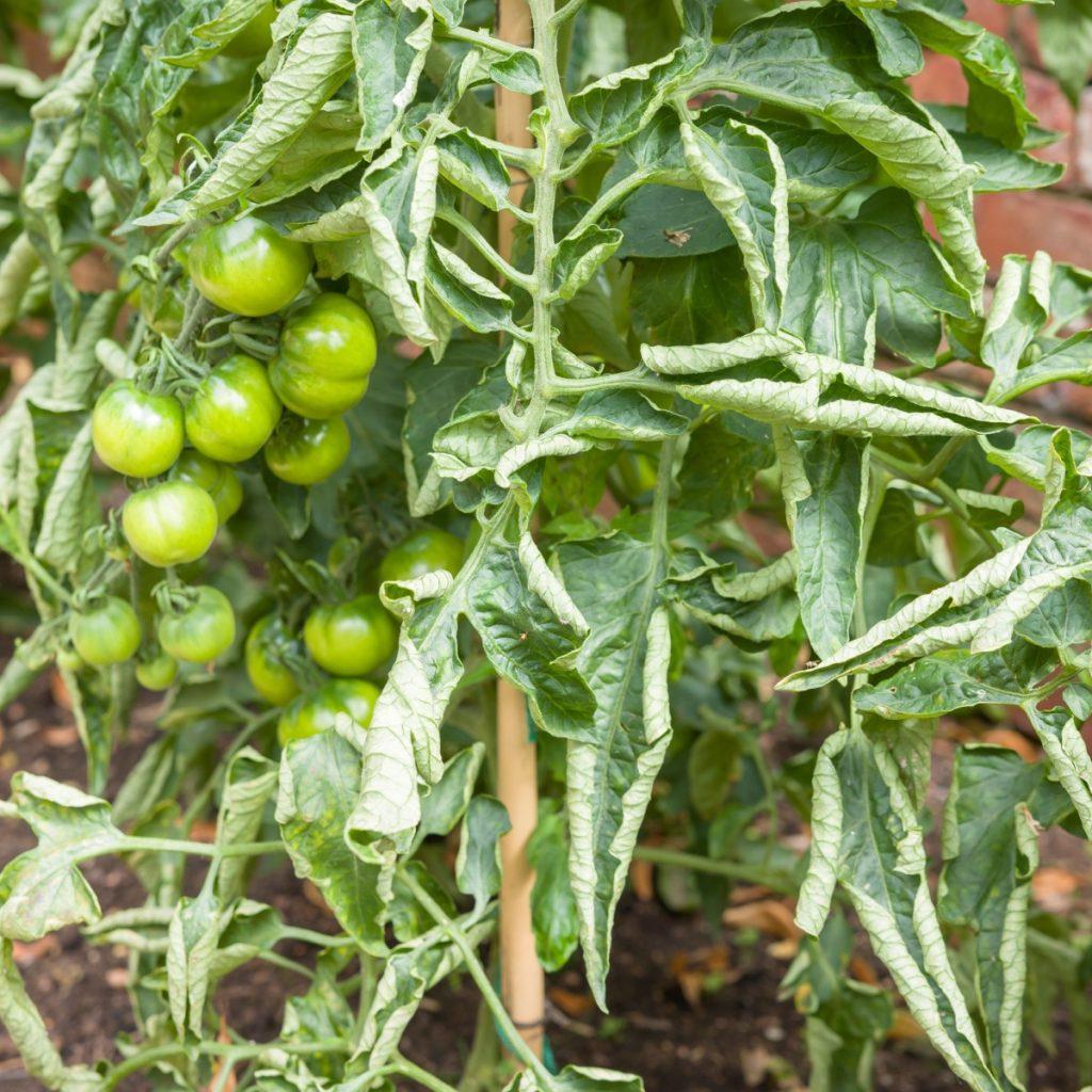 томати скручуть листя