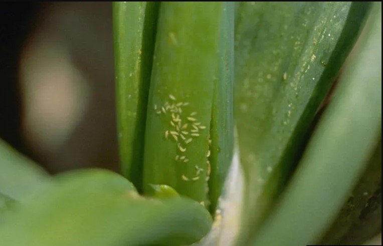 трипси на цибулі ознаки пошкодження