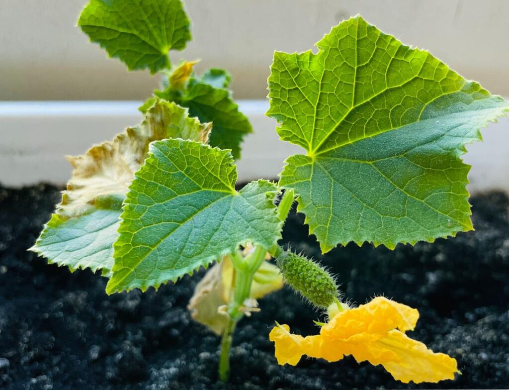 жовте листя огірків