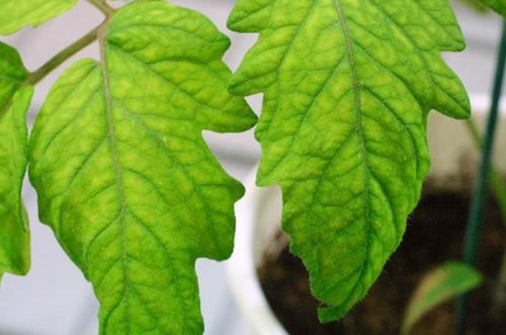 жовтіє листя томатів фото