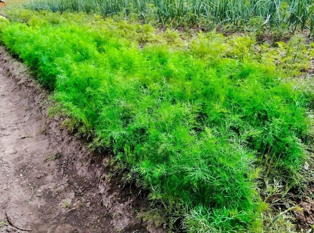 Посів кропу на зелень у серпні