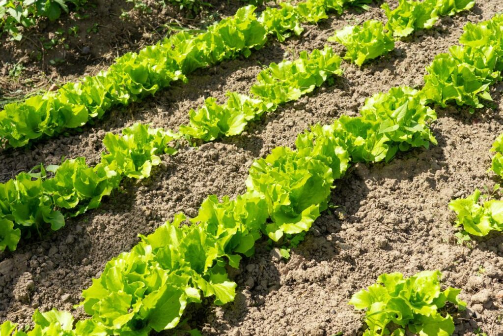 Листовий салат посіяний у серпні