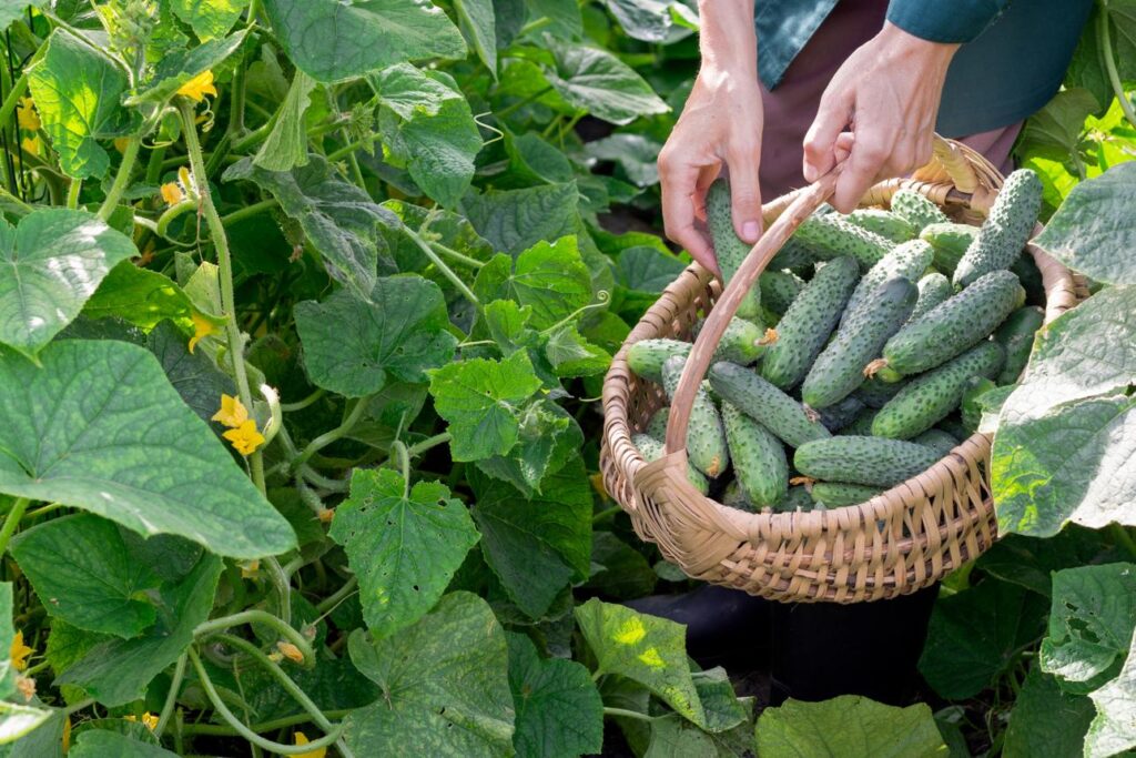 Регулярний збір огірків для продовження плодоношення